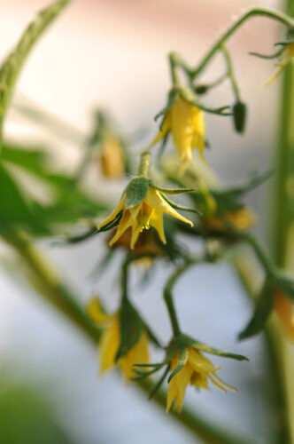 Extend Your Tomato-Growing Season